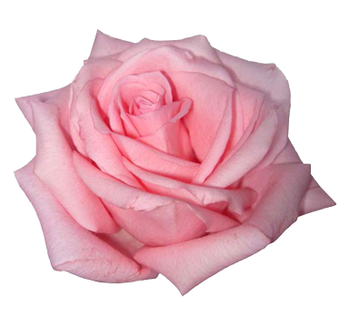 picture of a pink rose