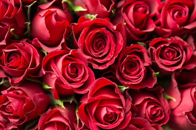 Picture of red roses