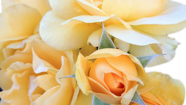 Picture of yellow roses